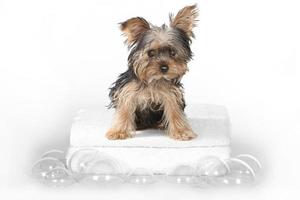 Teacup Yorkshire Terriers on White Bathing photo