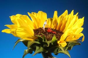 Plastic Person Mowing Grass on a Sunflower photo