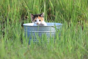 Gatito al aire libre en la hierba verde alta en un día soleado foto