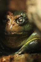 Green and Brown African Bullfrog Hiding Between Rocks photo