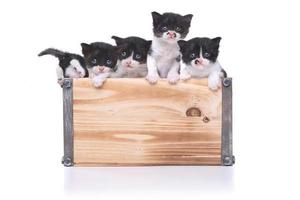 Cute Box of Kittens Up for Adoption photo