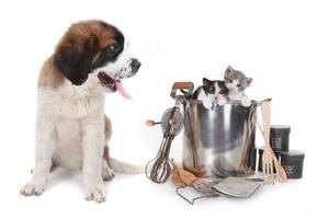 Saint Bernard Watching Kittens photo