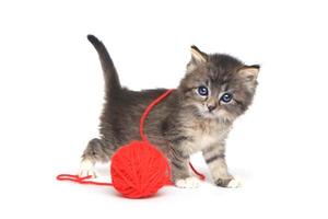 pequeño gatito jugando con bola roja de hilo foto