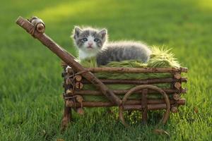 gatito bebé al aire libre en la hierba