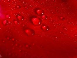 gotas de rocío de agua sobre un pétalo de rosa roja foto