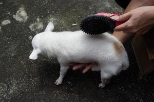 mujer cepillando a su perro chihuahua foto