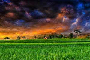 the view of the green rice fields with the scary monster sky in the evening photo