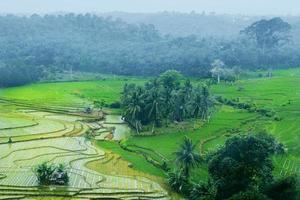 view of the rice fields from above with a beautiful morning mist photo