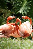 Socializing Flamingos Outdoors photo