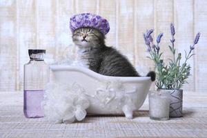 adorable gatito en una bañera relajante foto