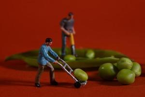 Construction Workers in Conceptual Food Imagery With Snap Peas photo
