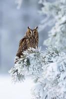 Long eared owl photo
