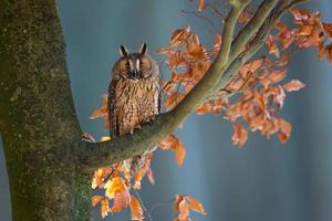 Long eared owl photo