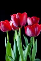 Red tulips with water drops in spring photo