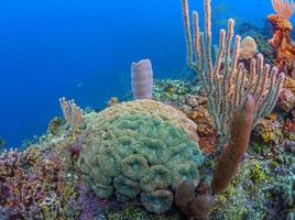 Caribbean coral garden off the coast of the island of Roatan photo