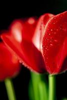 tulipanes rojos con gotas de agua en primavera foto