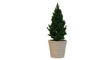 House Trees in Large Pots 3d Rendering photo