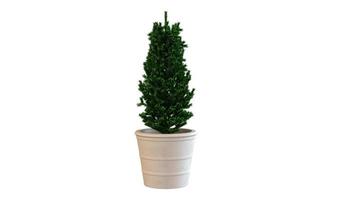 House Trees in Large Pots 3d Rendering photo