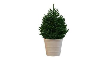 House Trees in Large Pots 3d Rendering photo