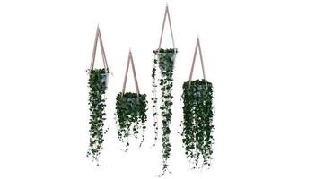 Hanging Plant 3d Rendering photo