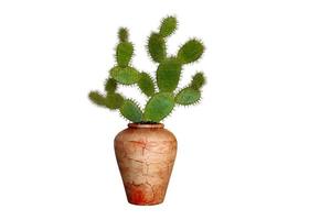 Cactus plant isolated on white background photo