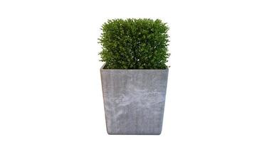 planta verde aislado sobre fondo blanco foto
