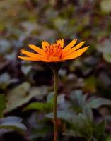 daisy blossom on leaves background photo