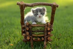 gatito bebé al aire libre en la hierba foto