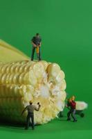 Trabajadores de la construcción en miniatura en imágenes conceptuales de alimentos con maíz