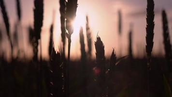 geweldig rustig landschap bij zonsondergang op het platteland video