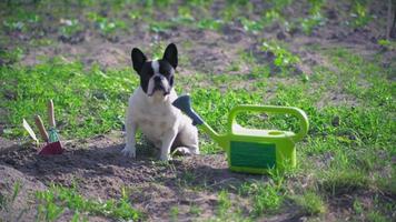 doggie posing outdoors. video