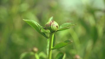Early spring unopened peony bud. spring has come video