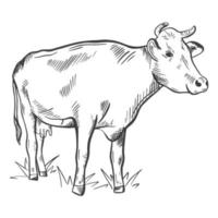 Hand sketch cow isolated object vector