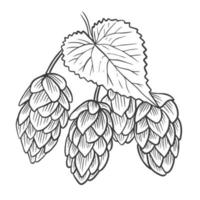 Sketch hand engraved herb fruits ordinary hops vector