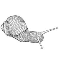 Sketch snail hand drawing vintage style vector