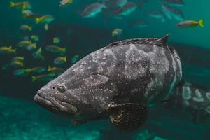 Giant grouper or brown spotted grouper fish. photo