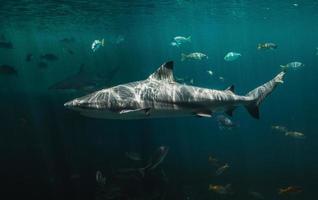 Blacktip reefs shark swimming in deep and dark green water.