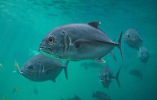 Live Jacks or Trevallies fish swimming. photo