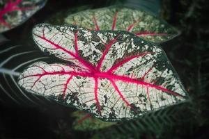 Árbol de hojas caladium bicolor con poca iluminación interior. foto