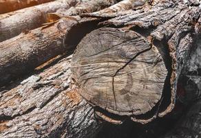 Stacked Hopea odorata wood logs. photo