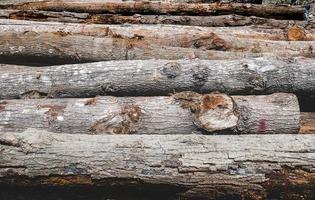 Stacked Hopea odorata wood logs. photo