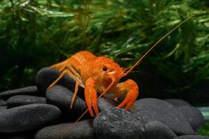 live baby orange crayfish with rock and water weed.