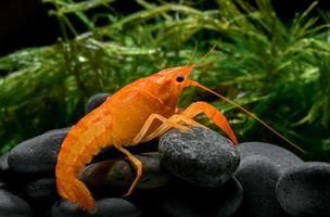 live baby orange crayfish with rock and water weed. photo