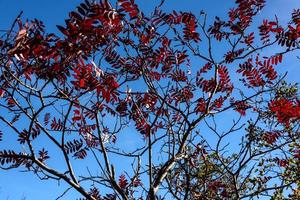 Autumn In Queens photo