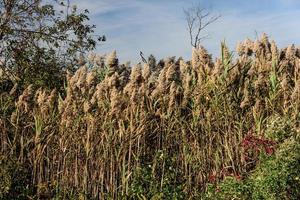 Autumn In Queens photo