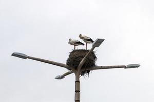 nido de cigüeña con dos pájaros foto