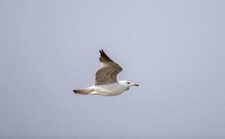 seagull flying near the coast photo