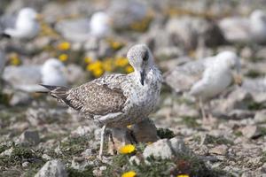 Gaviotas jóvenes cerca de los acantilados. foto