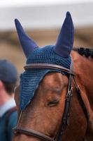 Jumping horse head photo