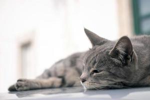 domestic cat on top of car photo